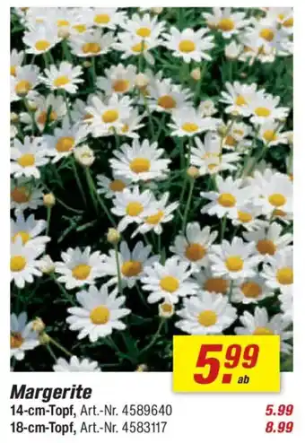 toom Baumarkt Margerite Angebot