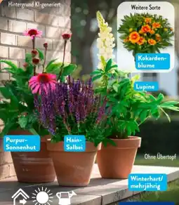 Aldi Süd Gardenline Stauden Angebot