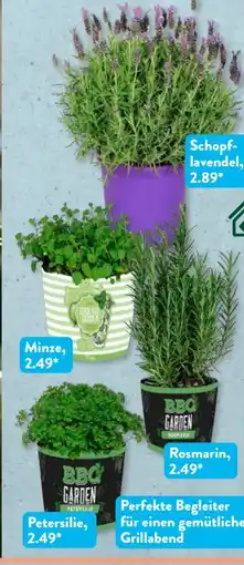 Aldi Süd Gardenline Grill- und Cocktailkräuter Angebot