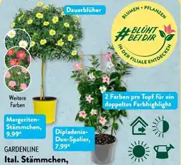 Aldi Süd Gardenline Stämmchen Angebot