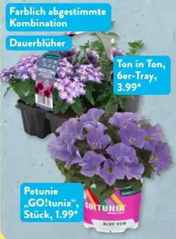 Aldi Süd Gardenline Beet- und Balkonpflanzen Angebot