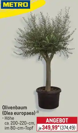 METRO Olivenbaum (Olea europaea) Angebot