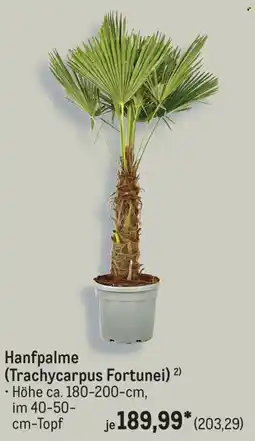 METRO Hanfpalme (Trachycarpus Fortunei) Angebot