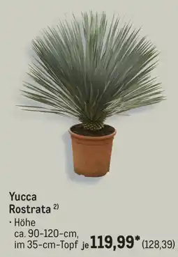 METRO Yucca Rostrata Angebot