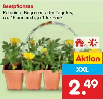 Netto Marken-Discount Beetpflanzen Angebot