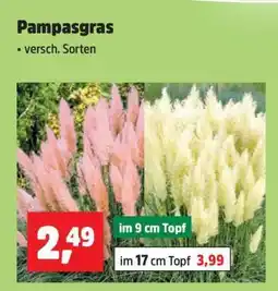 Thomas Philipps Pampasgras Angebot