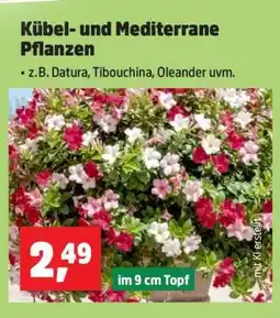 Thomas Philipps Kübel- und Mediterrane Pflanzen Angebot