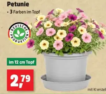 Thomas Philipps Petunie Angebot