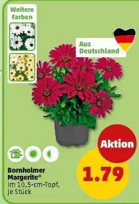 PENNY Bornholmer Margerite Angebot
