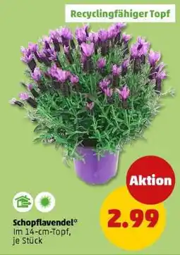 PENNY Schopflavendel Angebot