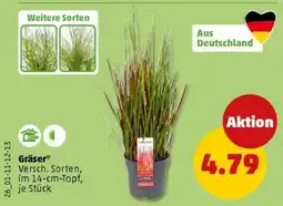 PENNY Gräser Angebot