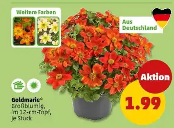 PENNY Goldmarie Angebot
