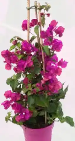 Pflanzen Kölle Drillingsblumen-Pyramide Angebot