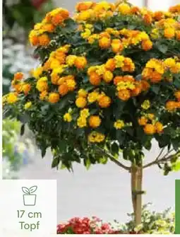 Pflanzen Kölle Wandelröschen-Stamm Angebot