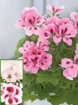 Pflanzen Kölle Edelgeranie Angebot