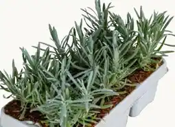 Pflanzen Kölle Lavendel Angebot