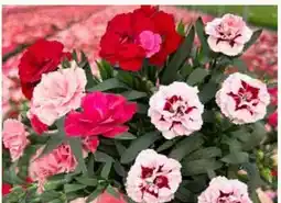 Pflanzen Kölle Nelken-Trio Angebot