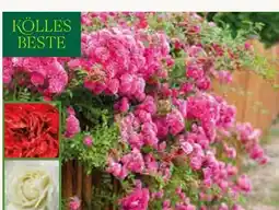 Pflanzen Kölle Kletterrosen Angebot