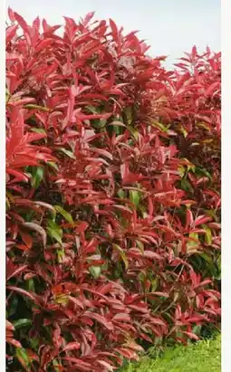 glanzmispel weiß Glanzmispel – Photinia 'Pink Marble' (Mehrstämmig) – Blupf by Kitzinger main image 1