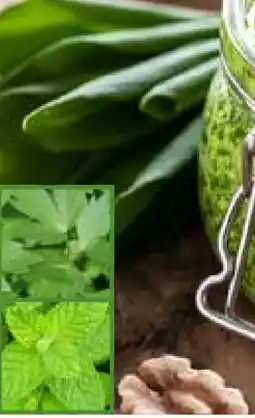 Pflanzen Kölle Kölle's Bio Bio-Schattenkräuter Angebot