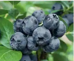 Pflanzen Kölle Garten Heidelbeeren Angebot