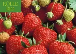 Pflanzen Kölle Kölle's Bio Erdbeeren Angebot
