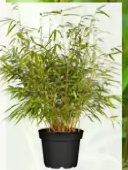 Pflanzen Kölle Bambus Angebot