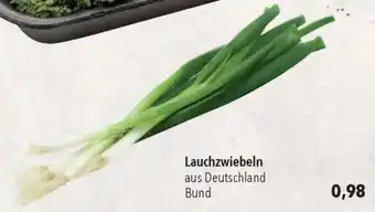 CITTI Markt Lauchzwiebeln Angebot