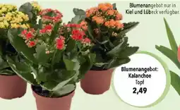 CITTI Markt Kalanchoe Angebot