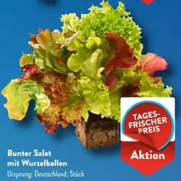 Aldi Süd Bunter Salat mit Wurzelballen Angebot