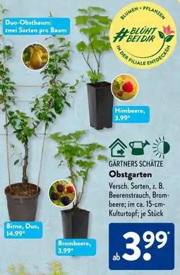 Aldi Süd GÄRTNERS SCHÄTZE Obstgarten Angebot