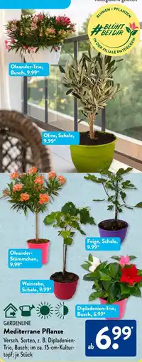 Aldi Süd GARDENLINE Mediterrane Pflanze Angebot