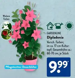Aldi Süd GARDENLINE Dipladenia Angebot