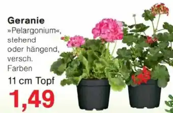 Jawoll Geranie Angebot