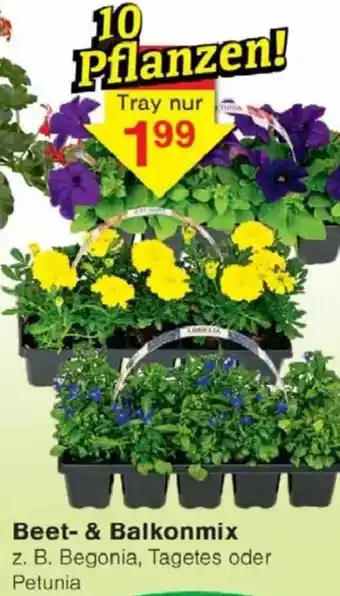 Jawoll Beet- & Balkonmix Angebot