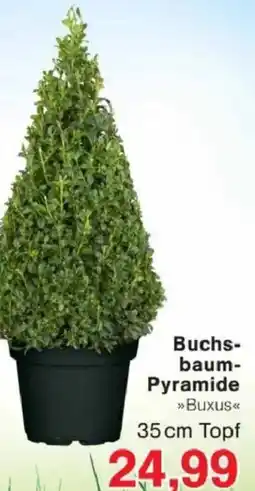 Jawoll Buchsbaum- Pyramide Angebot