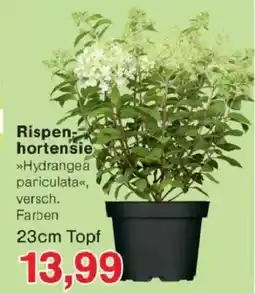 Jawoll Rispen hortensie Angebot