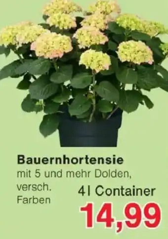Jawoll Bauernhortensie Angebot