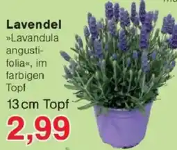 Jawoll Lavendel Angebot