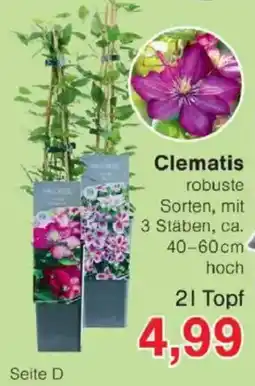 Jawoll Clematis Angebot