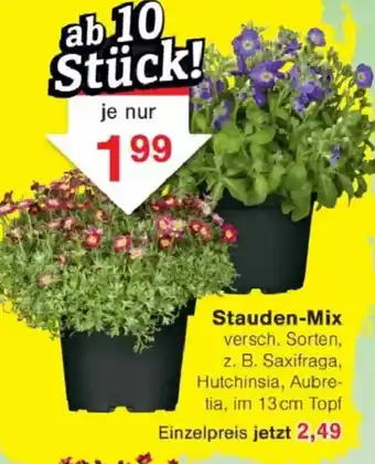 Jawoll Stauden-Mix Angebot