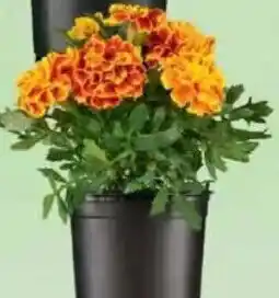 Jawoll Studentenblume Angebot