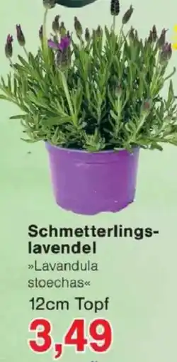 Jawoll Schmetterlings lavendel Angebot