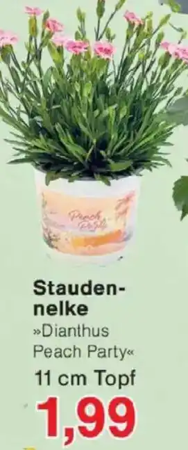 Jawoll Staudennelke Angebot