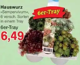 Jawoll Hauswurz Sempervivum Angebot