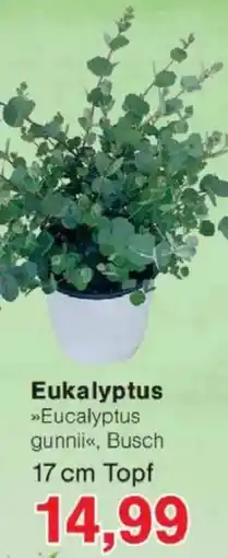 Jawoll Eukalyptus Angebot