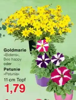 Jawoll Goldmarie oder Petunie Angebot