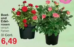 Jawoll Beet- und Edelrosen Angebot