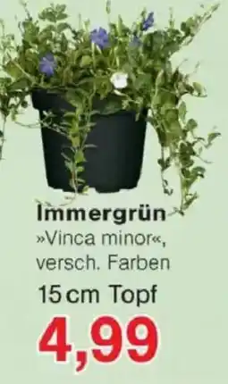 Jawoll Immergrün Angebot