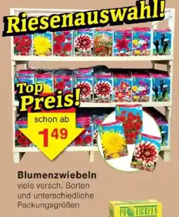 Jawoll Blumenzwiebeln Angebot